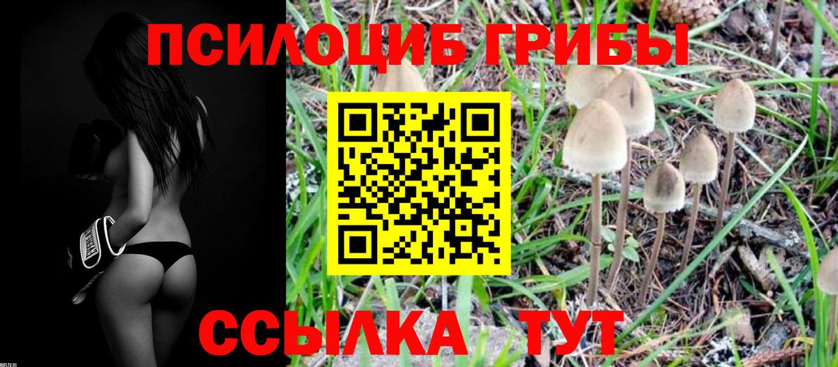 Соль-Илецк  Галлюциногенные грибы MAGIC MUSHROOMS  купить закладку  Вход с VPN 